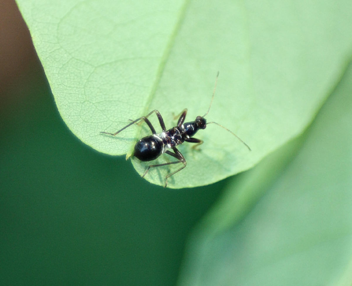 Nabidae: Himacerus mirmicoides della Lombardia (MI)